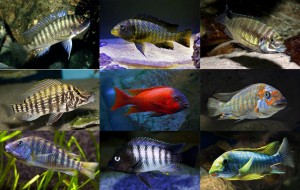 mosaico ciclidos africanos