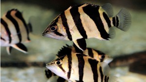 Datnioides-microlepis-pareja