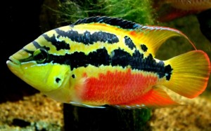 cichlasoma-salvini