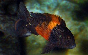tropheus sp 3