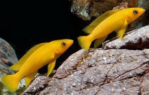 Neolamprologus leleupis