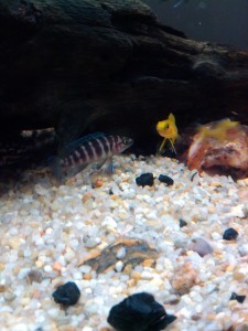 cilindricus y leleupi