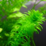 elodea 3