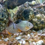 piraÑA PYGOCENTRUS NATTERERI