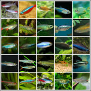 Peces Tropicales- Tetras