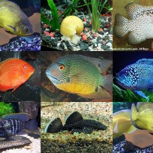 Ciclidos Americanos