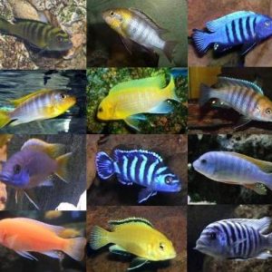 Ciclidos Africanos del Malawi