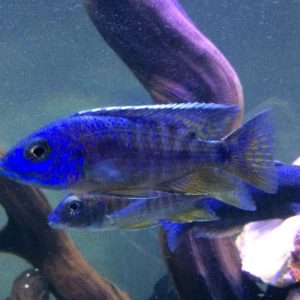 Aulonocaras del Malawi